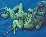 Metabolic Bone Disease Pada Iguana