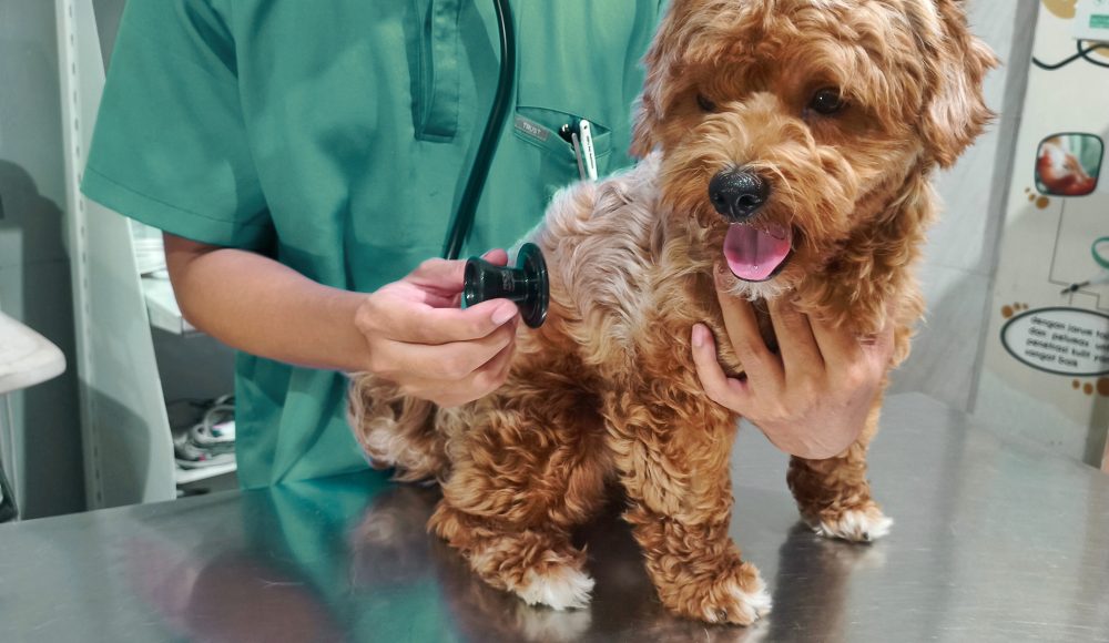 Pet Care